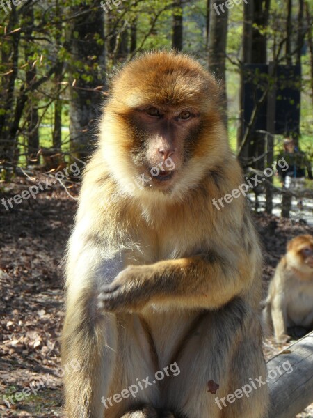 Portrait Monkey Barbary Ape Animal Animal Portrait