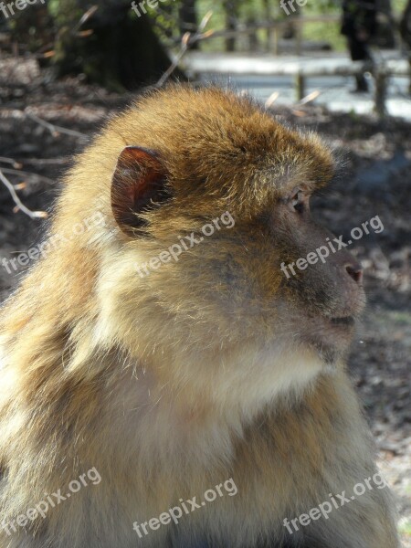 Portrait Monkey Barbary Ape Animal Animal Portrait