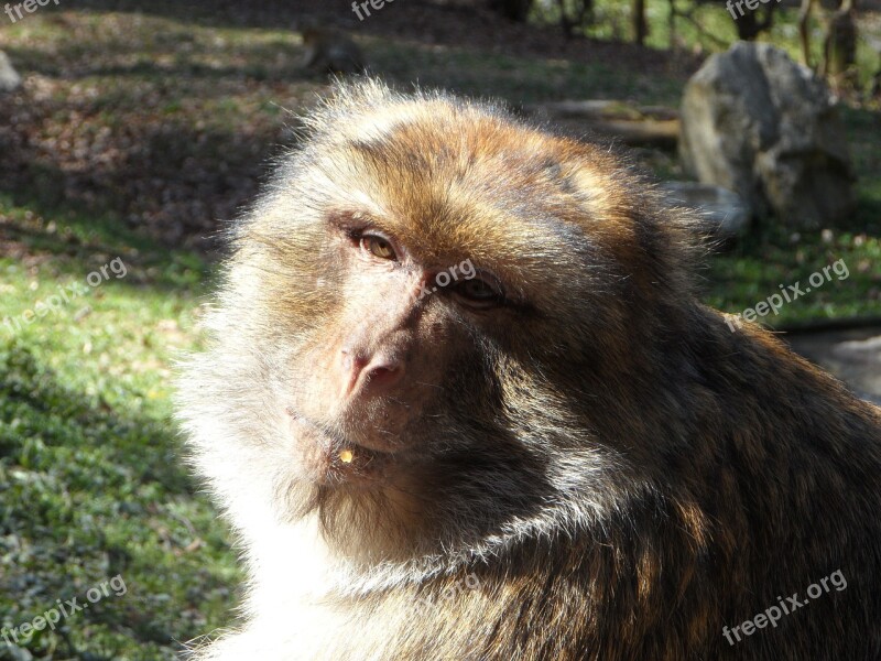 Portrait Monkey Barbary Ape Animal Animal Portrait