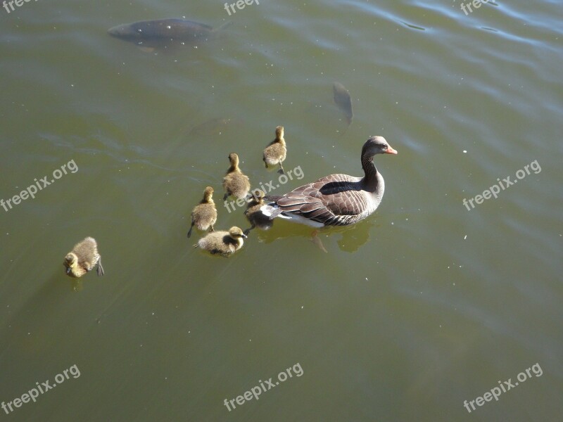 Goose Geese Goose Family Water Swim