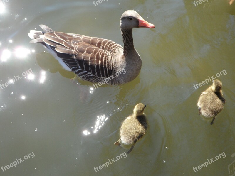 Goose Geese Goose Family Water Swim