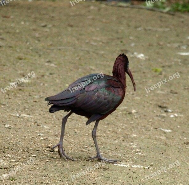 Glossy Ibis Bird Bill Plegadis Falcinellus Free Photos