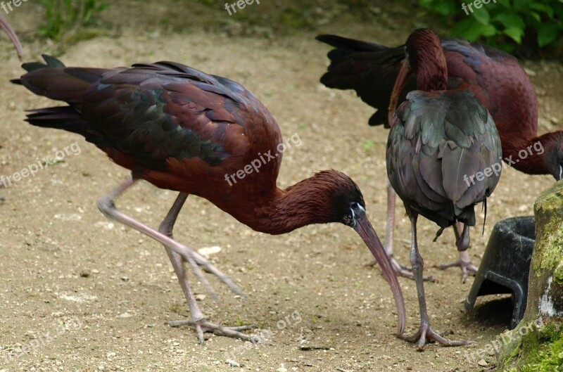 Glossy Ibis Bird Bill Plegadis Falcinellus Free Photos