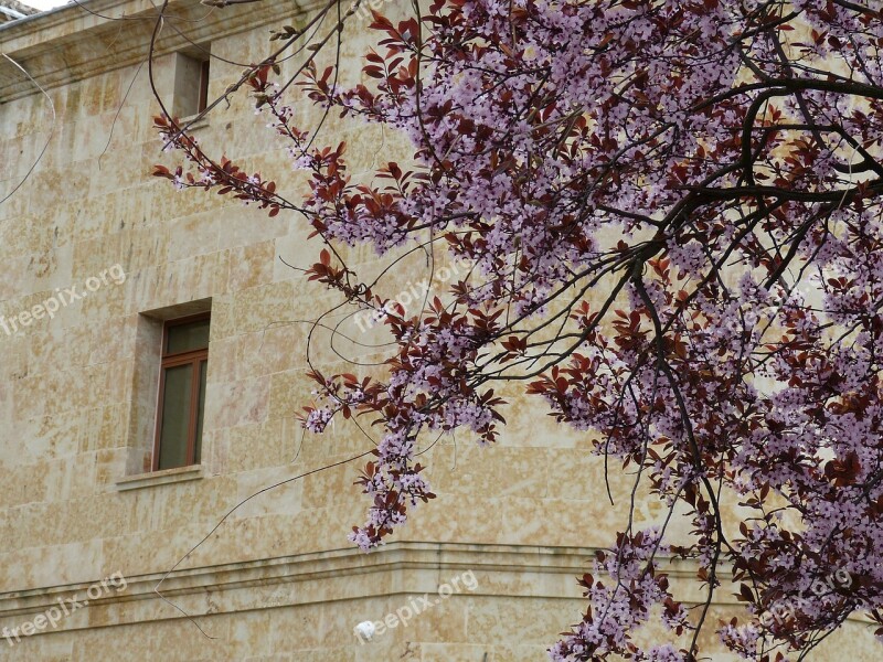 Salamanca Spain Spring Tree Blossom