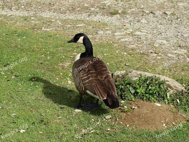 Sea Goose Goose Bird Water Bird Free Photos