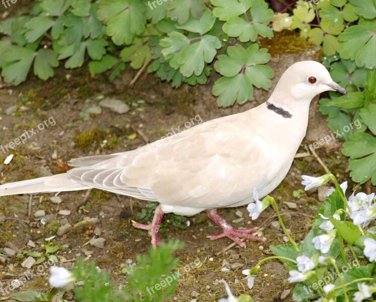 Collared Dove Bird Streptopelia Decaocto Free Photos