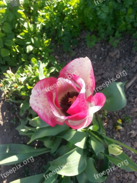 Tulip Flower Blossom Bloom Nature