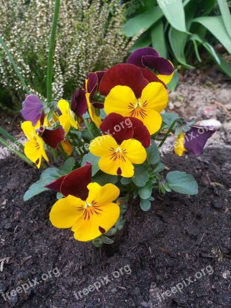 400–500 Violet Yellow Flower Blossom