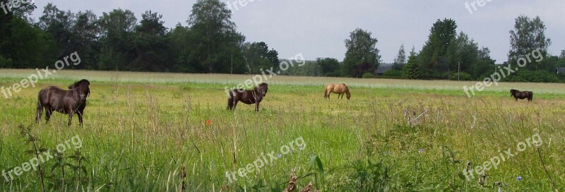 Paddock Horses Coupling Pasture Animals