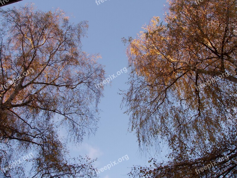 Autumn Fall Foliage Book Trees Forest