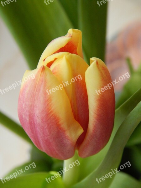 Tulip Cup Colored Flower Free Photos