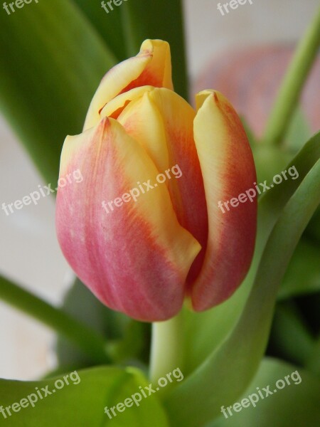 Tulip Plant Flower Free Photos