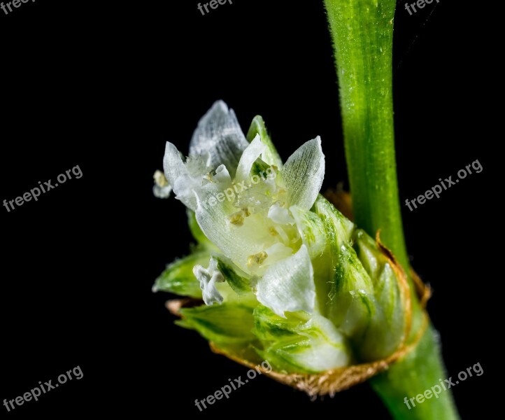 Small Flower Wild Flower White Blossom Bloom