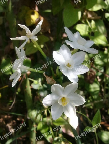 Narcissus White Flower Flowers White Narcissus Nature