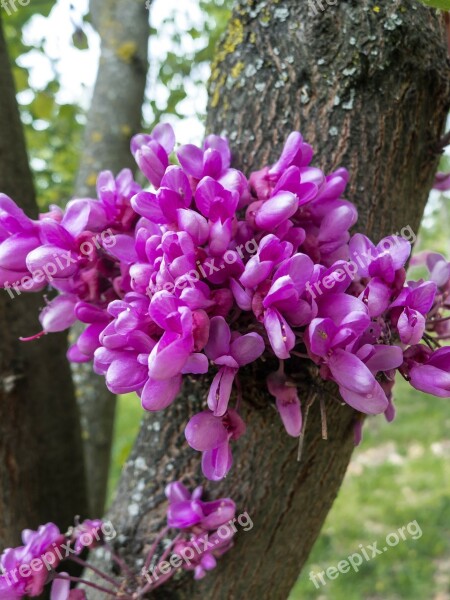 Flowers Magenta Tree Flower Garden