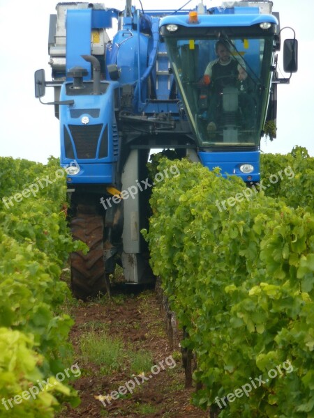 Vintage Wine Harvest Wine Grapes Harvester