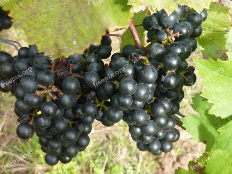 Red Wine Red Grape Vine Grapevine Grape