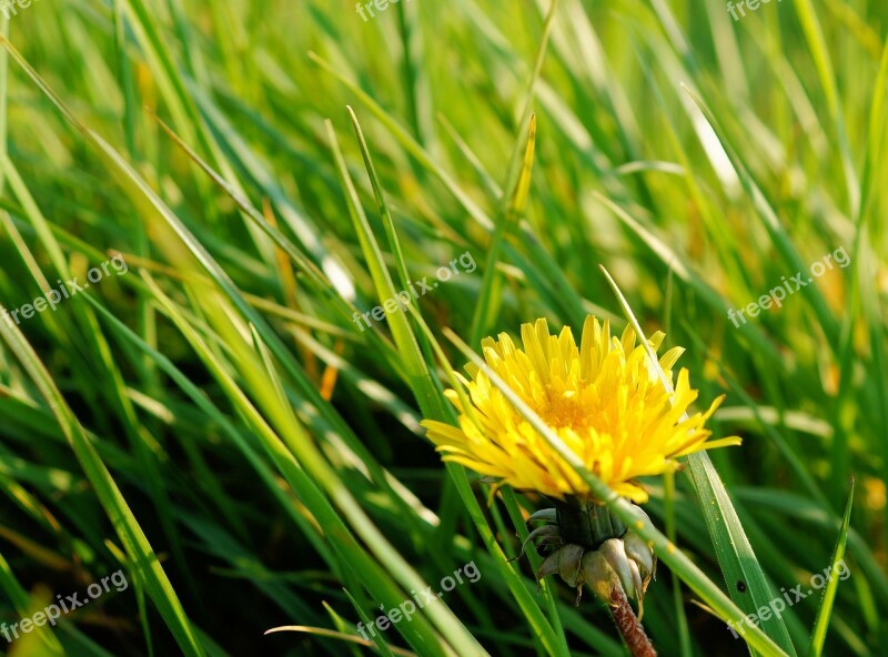 Dandelion Pasture Grass Green Spring