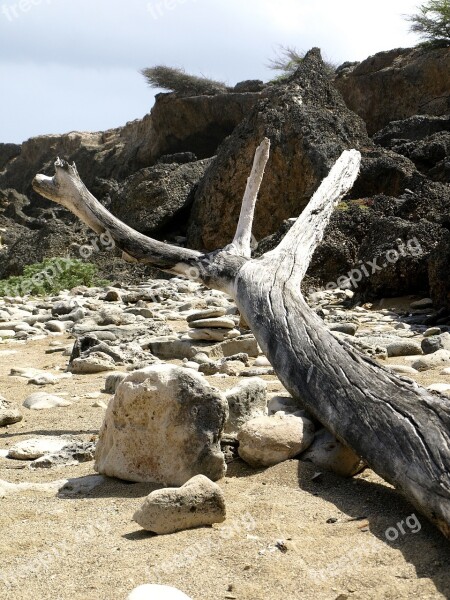 Flotsam And Jetsam Beach Old Dead Dead Plant