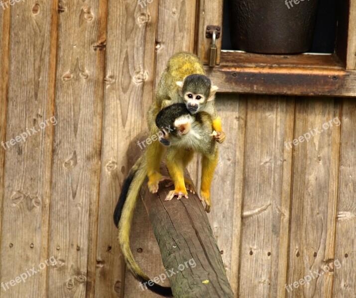 Capuchins Mother And Child Monkey Cute Cebus