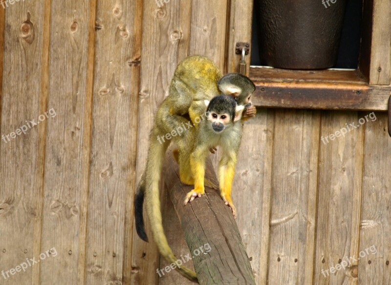 Capuchins Mother And Child Monkey Cute Cebus