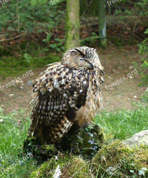 Eagle Owl Night Active Bird Zoo Doze