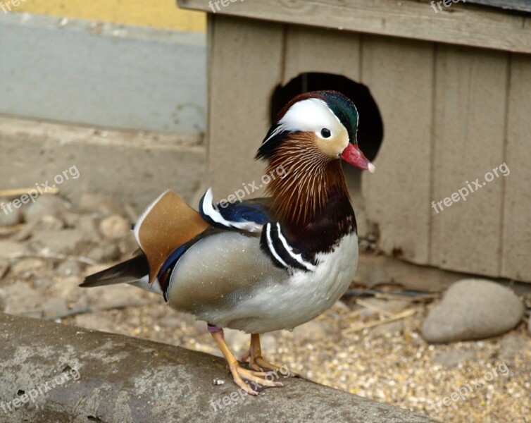 Mandarin Ducks Duck Duck Bird Bird Water Bird