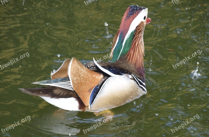 Mandarin Ducks Duck Swim Water Duck Bird