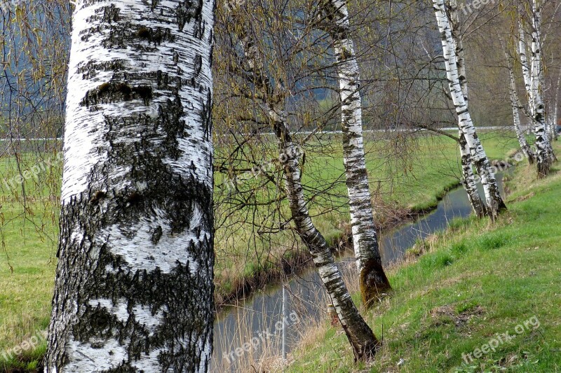 Birch Waters Trees Free Photos