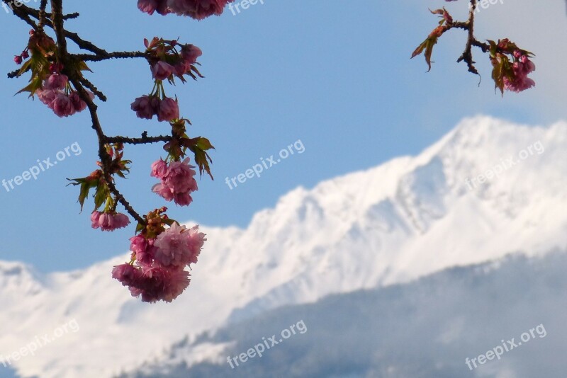 Zwölferkogel High Tauern Ornamental Cherry Blossom Bloom