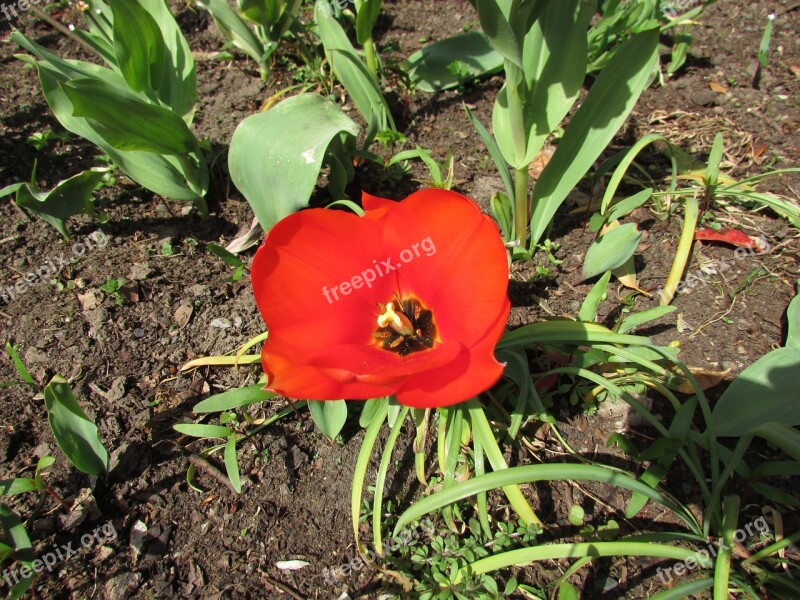 Poppy Red Flower Bloom Blossom Petal