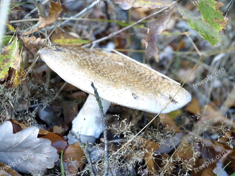 Mushroom Forest Forest Floor Autumn Leaves