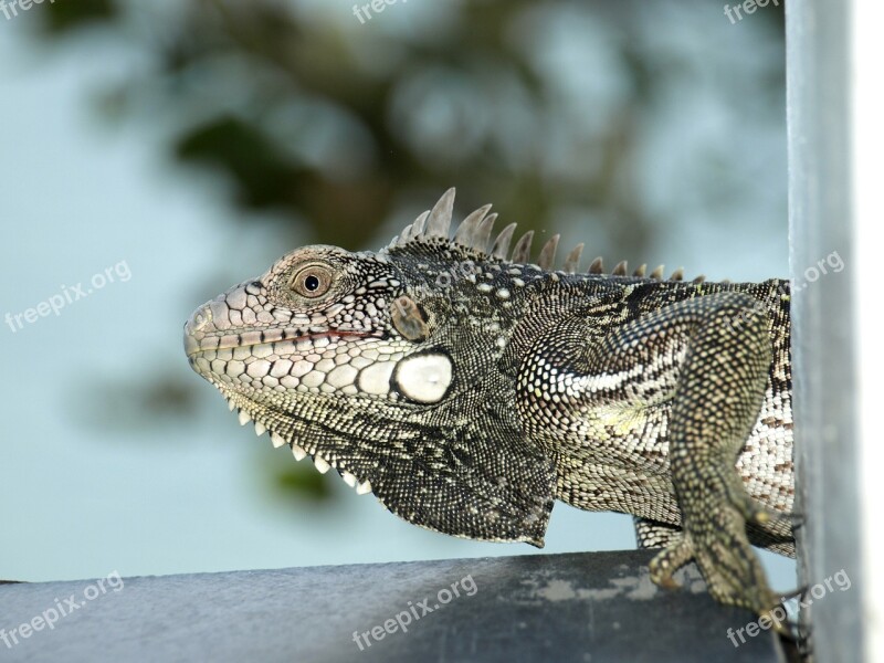 Iguana Caribbean Nature Reptile Head