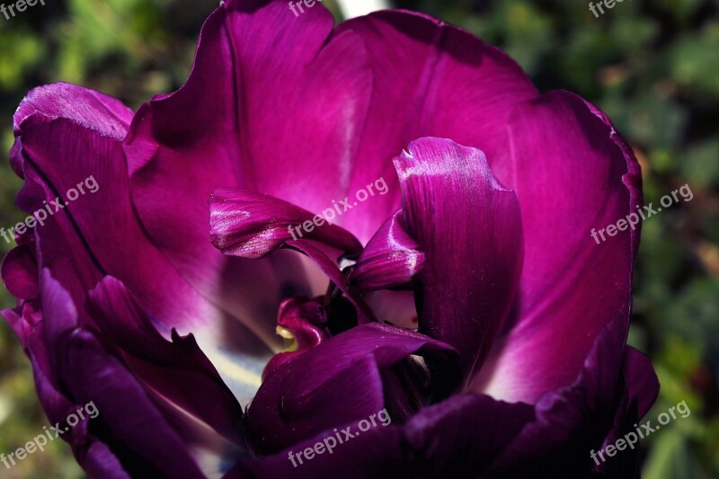 Tulip Blossom Bloom Colorful Macro