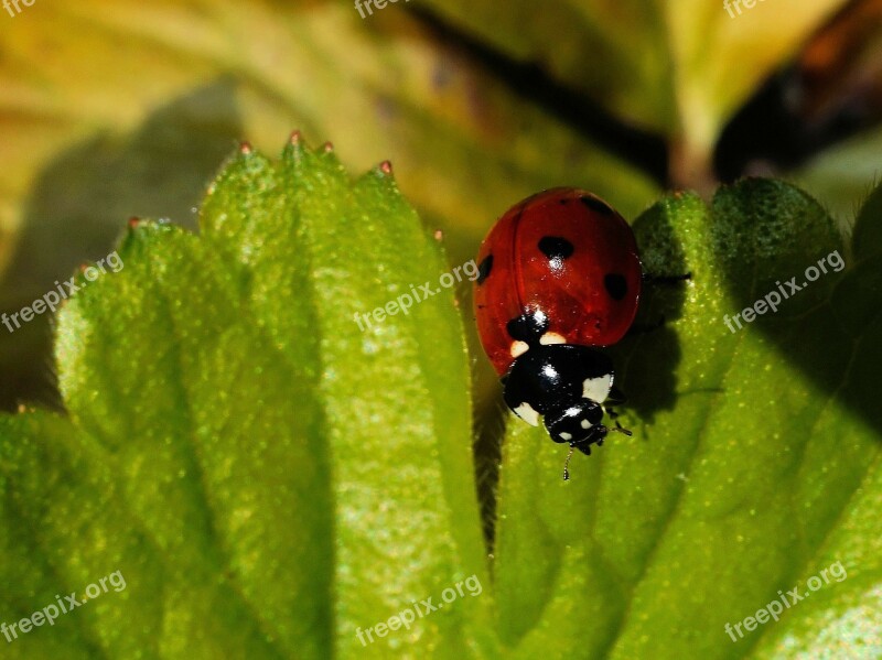 Ladybug Leaf Beetle Red Points