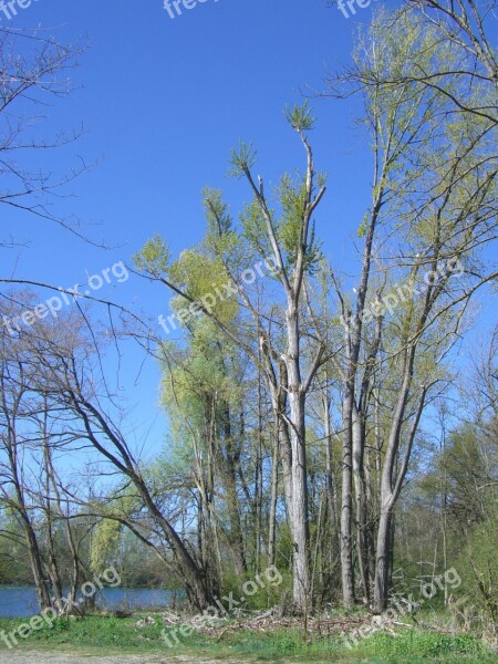 Shoots After Tops Spring Riparian Zone Storm Damage Trees