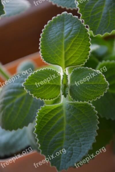 Mint Herb Herbs Tea Plant