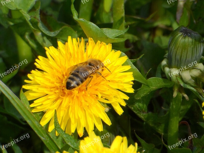 Bee Sonchus Oleraceus Flowers Free Photos