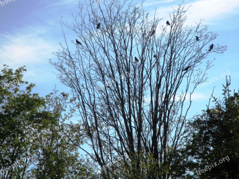 Birds Crow Dig Branches Trees