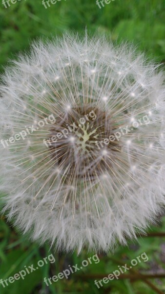 Dandelion Nature Garden Roadside Wild Flower