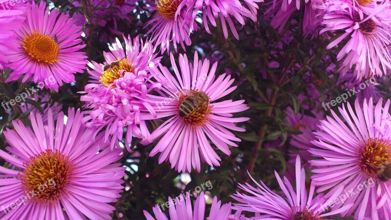 Flower Pink Flower Nature Plant Bee