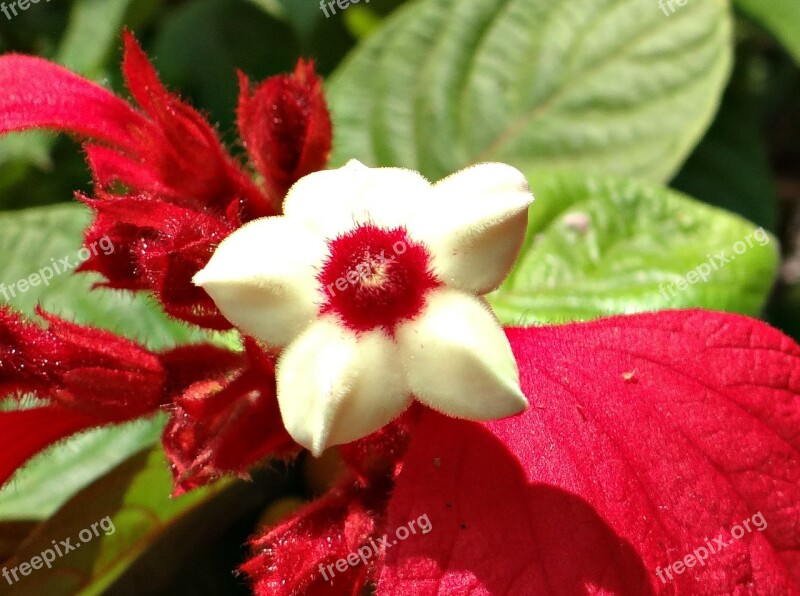 Mussaenda Flower Red Stamen Dharwad