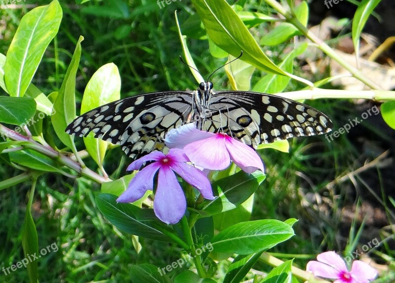 Lime Butterfly Papilio Demoleus Butterfly Lemon Butterfly Lime Swallowtail