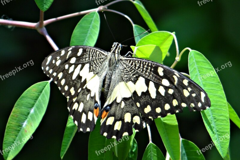 Lime Butterfly Papilio Demoleus Butterfly Lemon Butterfly Lime Swallowtail