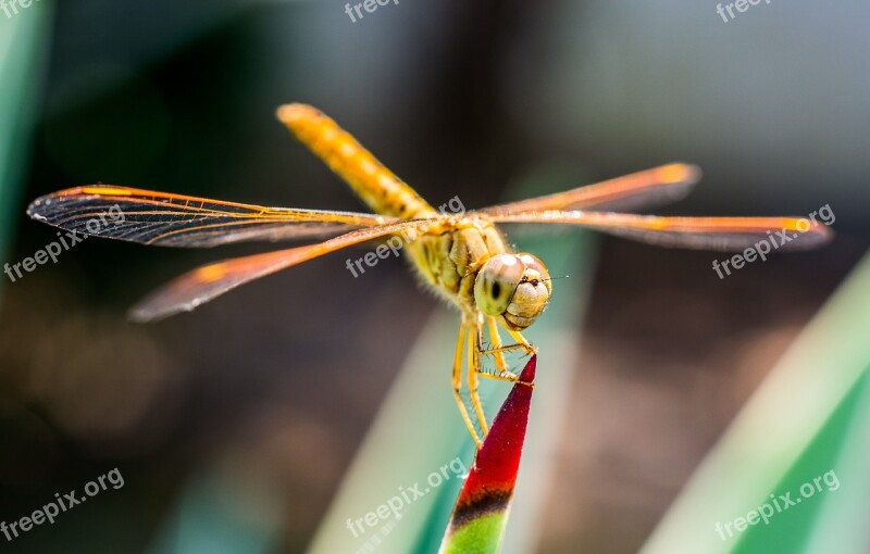 Dragonfly Insect Close Up Free Photos