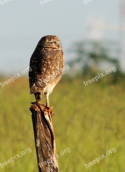 Owl Play Birds Bird Watching