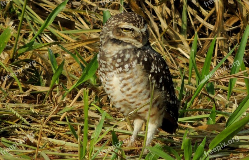 Owl Ground Birds Bird Watching