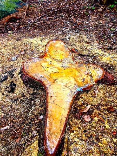 Cross Stump Forest Land Easter Free Photos