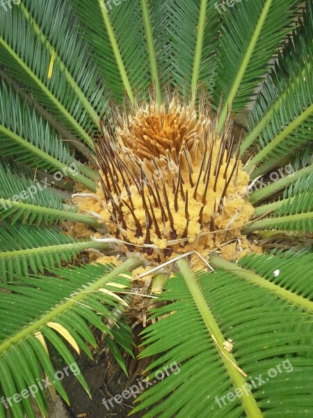 Palma Plant Leaves Nature Spring