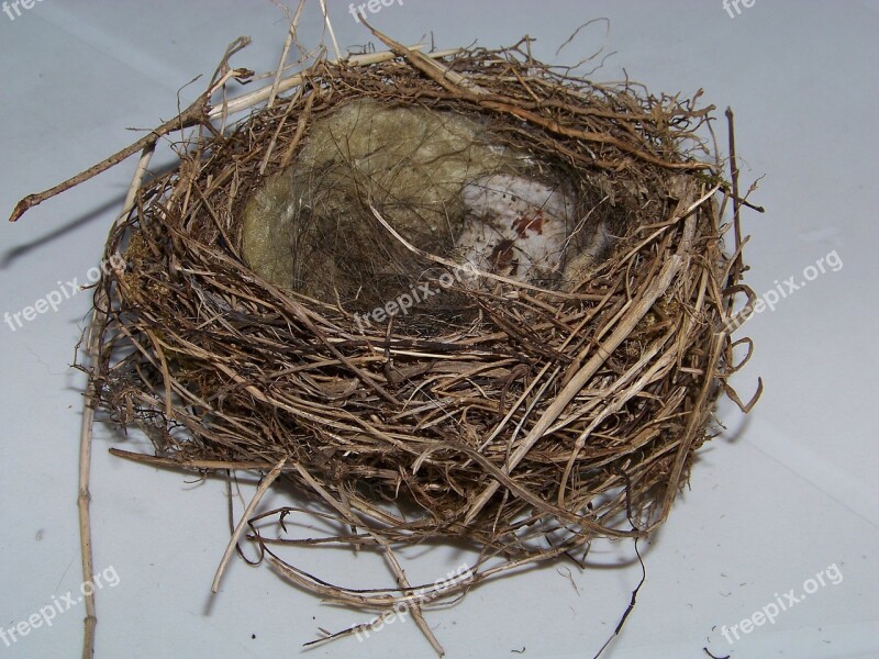 Bird's Nest Nest Nesting Place Hatchery Bird Breeding